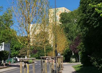 zieleń wysoka